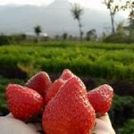 7 Rekomendasi Petik Strawberry Batu